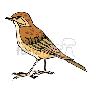 A detailed clipart image of a brown bird, likely a sparrow or swallow, standing upright with its head turned to the side.