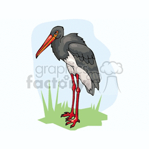 Black crested stork standing in green grass