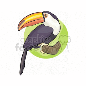 Clipart of a toucan perched on a branch with a green background circle.