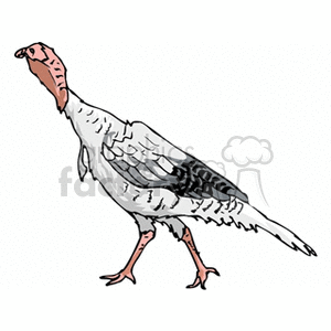 This clipart image features a detailed illustration of a turkey. The turkey is shown in profile, with a focus on its distinctive feathers and physical features.