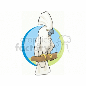 Colorful clipart image of a white cockatoo with a blue and green circular background, perched on a wooden branch.