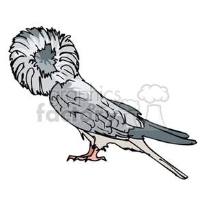 Clipart image of a fancy pigeon with distinctive feathering on its head.