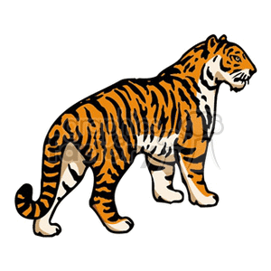 The clipart image depicts a tiger, which is a large feline with distinctive orange fur with black stripes.