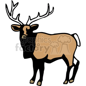 Majestic Buck with Antlers