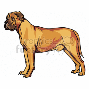 Mastiff Dog - Profile of a Strong Canine