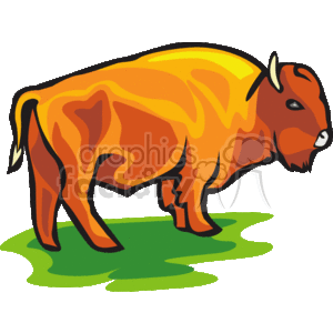 Bison on grass