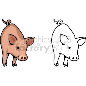 The image contains two depictions of pigs, with one pig being a fully colored illustration and the other being a line art or black and white outline, suitable for coloring activities.