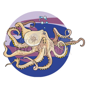 Octopus Image - Marine Life