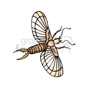 Earwig with Extended Wings