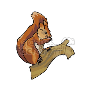 Cartoon Squirrel on Tree Branch