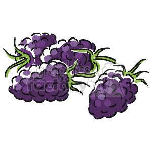 Bunch of purple grapes.