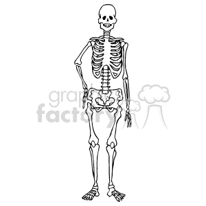 A black and white clipart image of a human skeleton standing upright. The skeleton has a hand on its hip and the ribs, spine, and skull are prominently visible.
