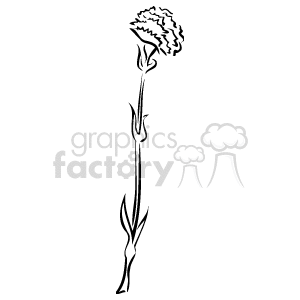 Black and White Carnation - Nature-Themed