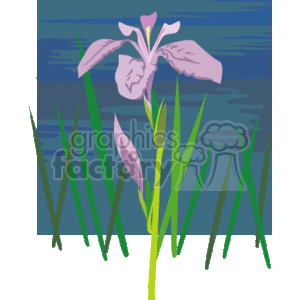 This clipart image features a stylized depiction of a purple iris flower with its distinctive three large petal-like sepals, known as falls, and green grass-like foliage. The background suggests a blue water surface, possibly indicating that this scene is set near a pond or lake, which is a natural habitat for irises.