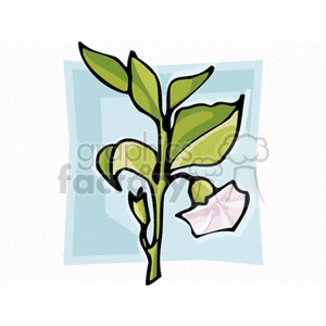 Illustration of a flowering plant with green leaves and a light purple flower.