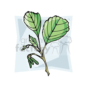 Clipart illustration of a green plant with leaves and small catkins.