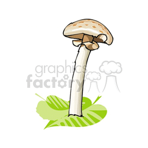 mushroom16