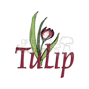 Stylized Tulip Illustration with Elegant Script