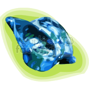 blue tropical shell