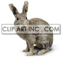 This photo shows a common gray rabbit, with its ears perked upright, and looking at you 
