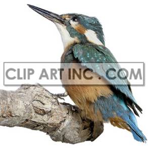 This photo shows a kingfisher sitting on a branch. It is looking up towards the sky