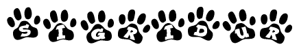 The image shows a row of animal paw prints, each containing a letter. The letters spell out the word Sigridur within the paw prints.
