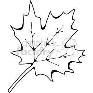sugar maple leaf vein