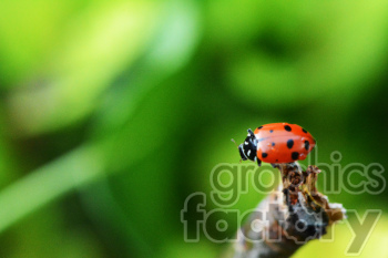 ladybug on tip of stick photo