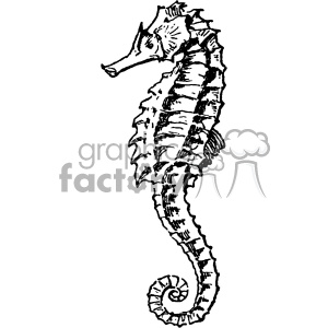 A detailed black and white line drawing of a seahorse.