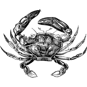 A detailed black-and-white clipart illustration of a crab with claws raised.