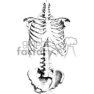 A detailed clipart image of the human skeletal system, showing the ribcage, spine, and pelvis.