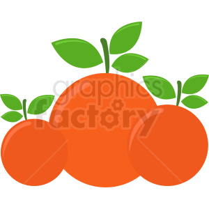 three oranges vector icon