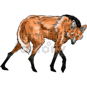 Illustrated Maned Wolf