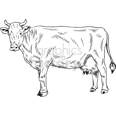 This is a black and white line art illustration of a cow. The cow is standing, facing slightly to the side, which provides a good profile view of its body, head, and limbs.