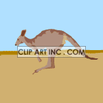 kangaroo02