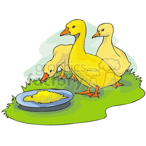 Ducklings Feeding