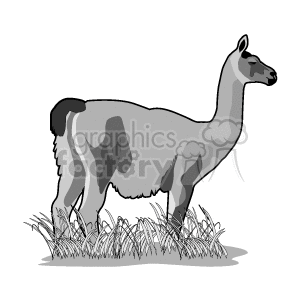 The image is a grayscale clipart of a llama standing in grass. 