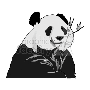 Panda bear eating