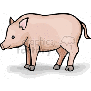 Cute Pink Pig - Farm Animal