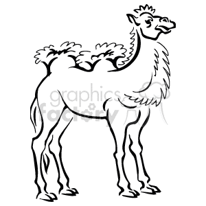The line art image shows a camel standing sideways. It is a two-humped camel and has long fur on its humps and front