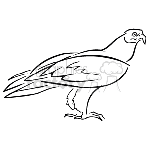 This image is a black and white line drawing of a bird that appears to be a bird of prey, such as a hawk or an eagle. The bird is depicted in a side profile standing position with its beak closed, and you can see the detailed outline of its feathers, talons, and overall body shape.