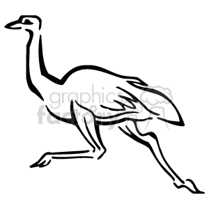 Black and white ostrich running