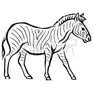This black and white sketch depicts a zebra standing in an open area. The zebra is facing left, with its head and neck turned to the right. Its legs are spread apart, with its left leg slightly further forward than the right.