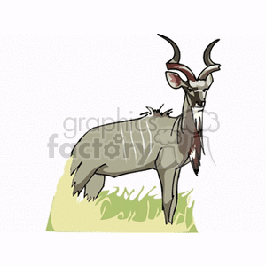 African antelope with curved horns