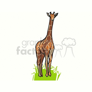 The image depicted is a stylized clipart of a giraffe standing on a grassy area. The giraffe has its characteristic long neck and patterned skin with spots, and it is facing forward.