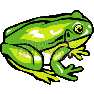 Green tree frog