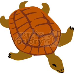 Brown turtle with rust colored shell