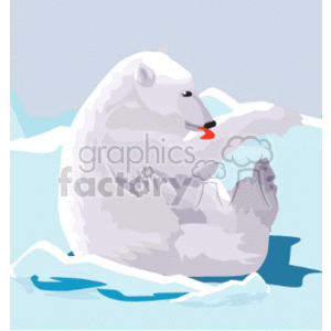 This clipart image shows a polar bear self-grooming while sitting on the ice. You can see its bright red tongue cleaning its front arm. 