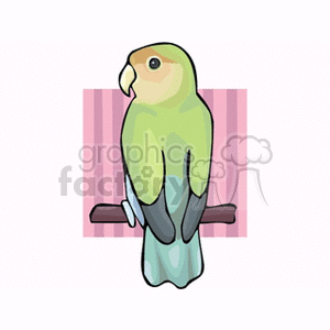Green and teal love bird 