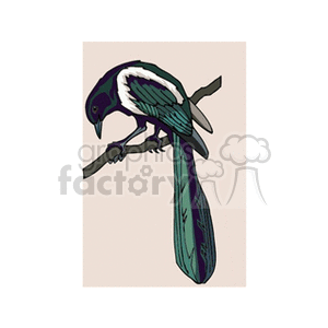 Clipart image of a magpie bird perched on a branch with blue, green, and white plumage.